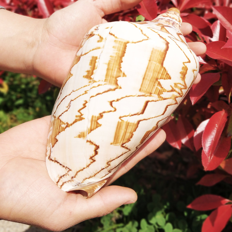 Natural Great Mountain Water Snail Scenery Nipple Vortex snail Number sea snail Snail Shells Home Pendulum fish tank Scenery Qingdao Sea Snail