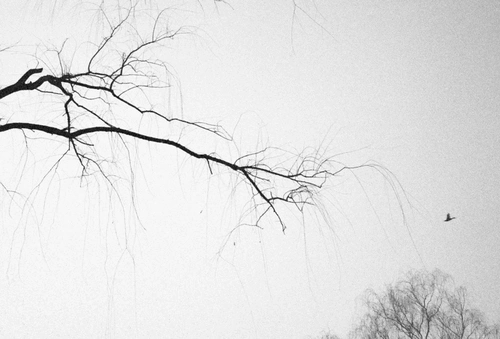 乐凯 135 Пластин выделяют черно -белую пленку просроченные рулоны самолетов 35 мм 1021 Период 18.09