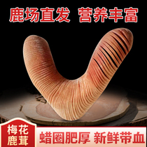 2021 New Cut Jilin sika deer velvet pruning fresh bloody head stubble two bar deer velvet slices wine soup