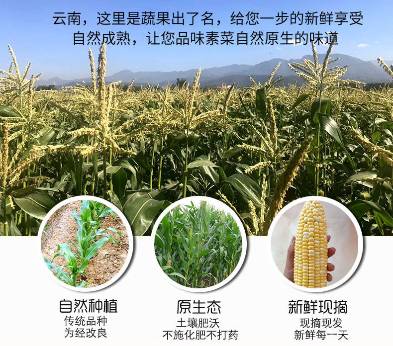 如花似月 云南新鲜水果玉米 10斤 图3