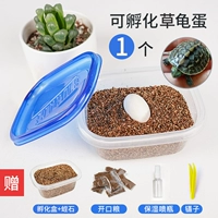 1 яйцо черепахи, которое можно вылупить. Все инструменты даны.