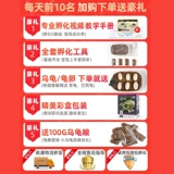 Фавориты плюс покупка и лимит подарочной инкубационной кабины черепах в одиночку, чтобы разместить заказы в одиночку