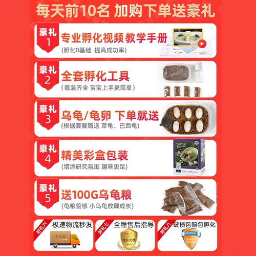 Фавориты плюс покупка и лимит подарочной инкубационной кабины черепах в одиночку, чтобы разместить заказы в одиночку