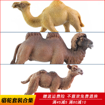 Simulation of Shuangfeng Camel Toys Animal Model Single Peak Camel Solid Plastic Children Boys Collection Pendings Gifts
