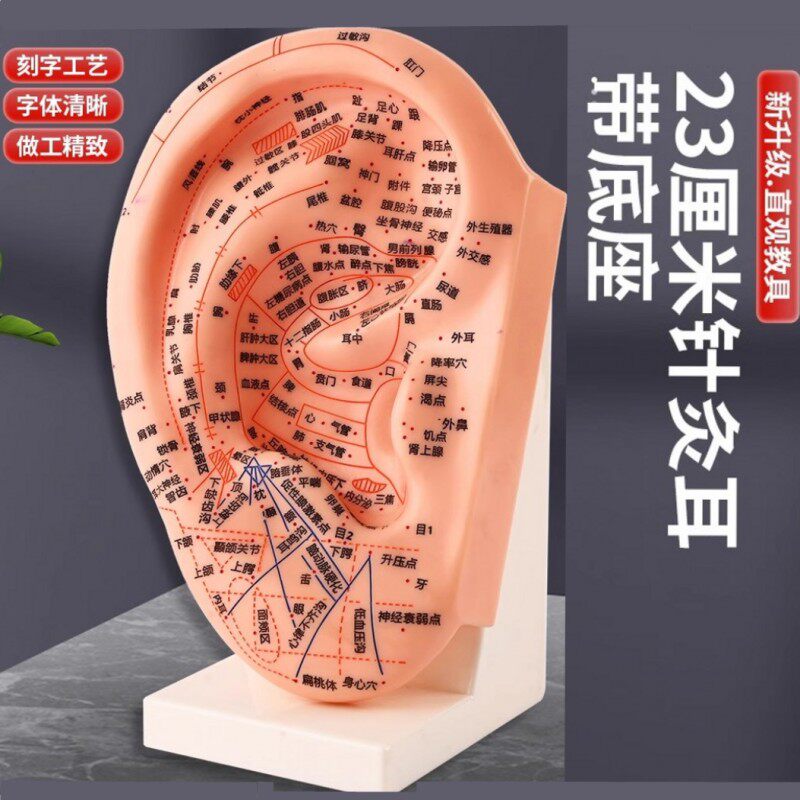 教学版耳穴模型多穴位针灸耳朵穴位模型耳穴模具特大耳模型带支架