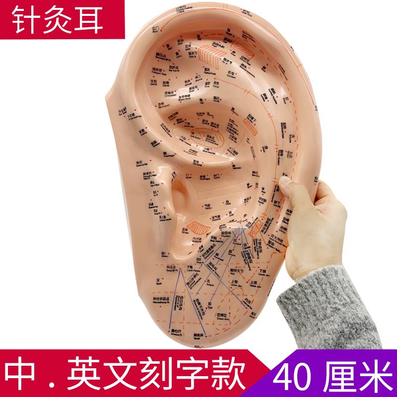 耳穴耳部针人体穴位模型40cm大号中医教学用耳朵模具中英文双语