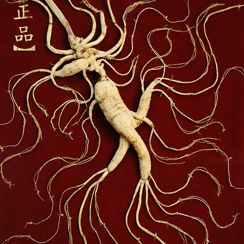 55 years changbai mountain ginseng national inspection special certificate under the forest ginseng bubble wine people three wild old mountain ginseng wild mountain ginseng special and so on