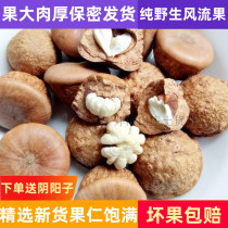 Wind fruit wild 500g male bubble alcohol fruit fruit thick squirrel in Wuzhou Guangxi