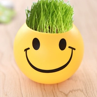 Улыбка Pot Plant 1