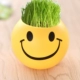 Улыбка Pot Plant 1