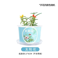 Чайт-растительный цветок для горшков