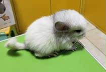 Net celebrity Rare pet Chinchilla live animal house Small cub Chinchilla live silver spot vaccinated Domestic