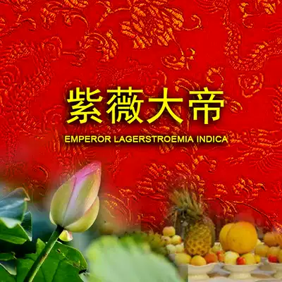 zi zhu lin in crape myrtle great New Year's Eve prayer pictures drawings HD big picture lunar September nine