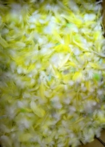 Point green feather real budgerigar natural color handicraft jewelry DIY material rare yellow green