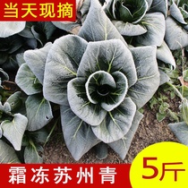 Northern Jiangsu winter frost Suzhou green vegetables rape black cabbage cabbage short foot leafy vegetables fresh tender sweet 3kg