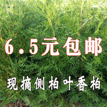 Now remove the hair side Berleau cypress leaf cypress tree branch Bertree girl with a hair and hair blackout and smoked sausage