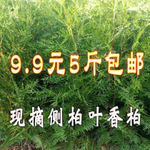 Now pick the hair side cypress leaves Flat cypress leaves Cypress branches Cypress ah hair care Hair black hair Dense hair smoked bacon smoked sausage