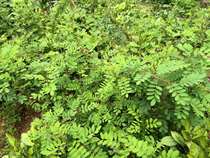 ten Azerbaijan Ethnic Crafts Indigo Indigo Blue Indigo Plant Dye Wood Blue Seed Bluegrass Seed