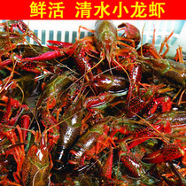 (Nouvelle boutique Ex-gratia) mortier de pierre Lake Living Little Lobster 5 catties 567 Money live Shrimp Clean Water Shrimp Breeding Pond Spot Fishing