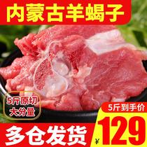 Inner Mongolia Lamb Sheep Scorpion Hot Pot Non-current Kill Fresh Sheep Bone with Meat Frozen Commercial 5 Jin Lamb Bone Lamb