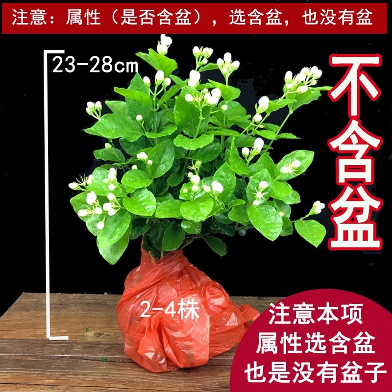 Jasmine potted indoor anti-mosquito plants Balcony flowers mosquito repellent aroma purify the air Green plants evergreen four seasons