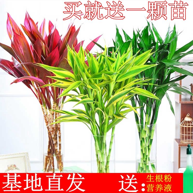 Fugui bamboo Hydroponic plants Potted green plant flowers Indoor flowers Living room Hydroponic golden kudzu large leaf transport bamboo section height