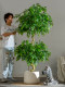 Artificial Green Plant Climbing Banyan Tree Fake Tree Happiness Tree Artificial Plant Living Room Interior Decoration Artificial Tree Floor-Standing Ornament