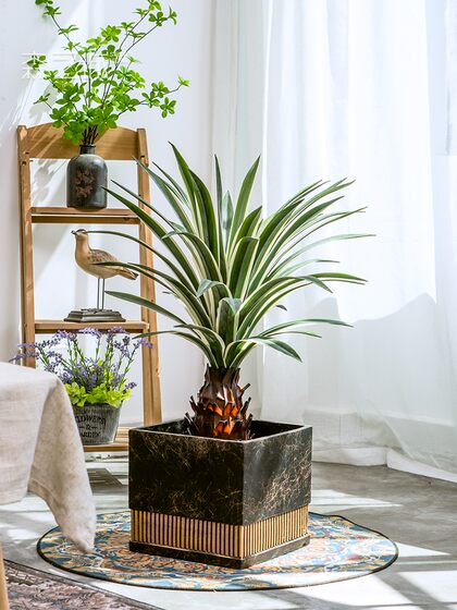 High-End Realistic Dragon Blood Tree Agave Artificial Tree Green Plant Potted Indoor Living Room Landscaping Decoration Ornament