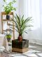 High-End Realistic Dragon Blood Tree Agave Artificial Tree Green Plant Potted Indoor Living Room Landscaping Decoration Ornament