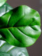 Ficus Lyrata Artificial Green Plant, High-End Light Luxury Fake Tree, Bionic Green Plant for Indoor Living Room, Shop Landscaping, Floor-Standing Decoration