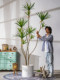 Large Artificial Millennium Tree, Dragon's Blood Tree, Green Plant, Fake Tree, Indoor Living Room Window Display Decoration, Bionic Potted Plant