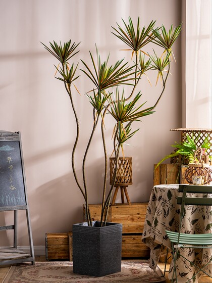 Large Artificial Millennium Tree, Dragon's Blood Tree, Green Plant, Fake Tree, Indoor Living Room Window Display Decoration, Bionic Potted Plant