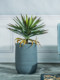 Nordic Artificial Dragon Blood Tree Potted Plant, Succulent Green Plant, Fake Tree for Indoor Living Room, Shop Landscaping, Floor-Standing Decorative Ornament
