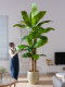 Extra-Large Artificial Banana Tree Plant for Living Room, High-End Bionic Green Plant, Fake Tree for Indoor Landscaping Decoration, Floor-Standing Ornament