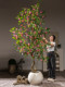 Artificial Green Plant Money Tree Fake Flower Tree High-End Light Luxury Living Room Balcony Floor-Standing Potted Plant Decoration Window Display Landscaping