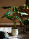 2026 new product Salian Alocasia large simulated artificial tree decoration green plant bionic plant indoor living room landscaping ornaments