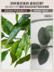 Artificial Green Plant Climbing Banyan Tree Fake Tree Bionic Plant Happiness Tree Indoor Living Room Floor-Standing Potted Plant Landscape Decoration