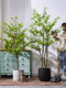 High-End Artificial Tree Japanese Bellflower and Horse-Dranker Tree Green Plant Potted Plant Artificial Tree Indoor Living Room Decoration Ornament