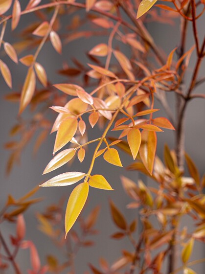 High-End Large Artificial Nandina Bamboo Tree, Realistic Green Plant, Faux Flower, Light Luxury Indoor Floor-Standing Decorative Landscaping Ornament