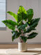 Artificial Green Plants Indoor Potted Calla Lilies, Artificial Plants, Fake Trees, Living Room Floor-Standing Sofa Corner Decoration