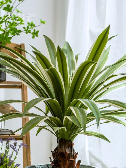 High-End Realistic Dragon Blood Tree Agave Artificial Tree Green Plant Potted Indoor Living Room Landscaping Decoration Ornament