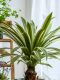 High-End Realistic Dragon Blood Tree Agave Artificial Tree Green Plant Potted Indoor Living Room Landscaping Decoration Ornament