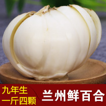 A catty of four nine-year raw rare Lanzhou fresh lilies 500g agritury-scale natural consumption of no sulphur sweet and white
