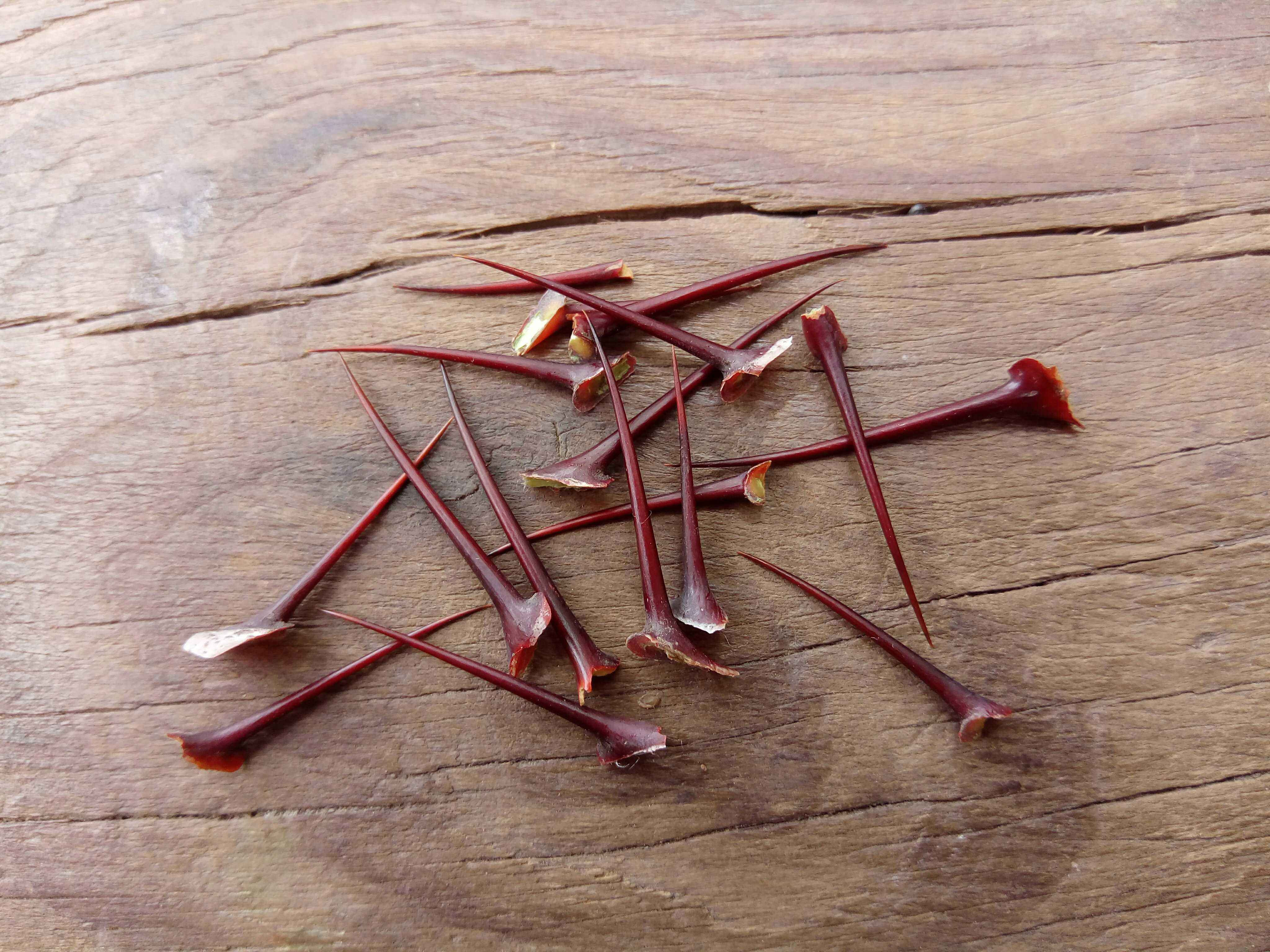Natural wild dates puncture piercing ear needle anti-allergic ear needle tea tip tip tea tip