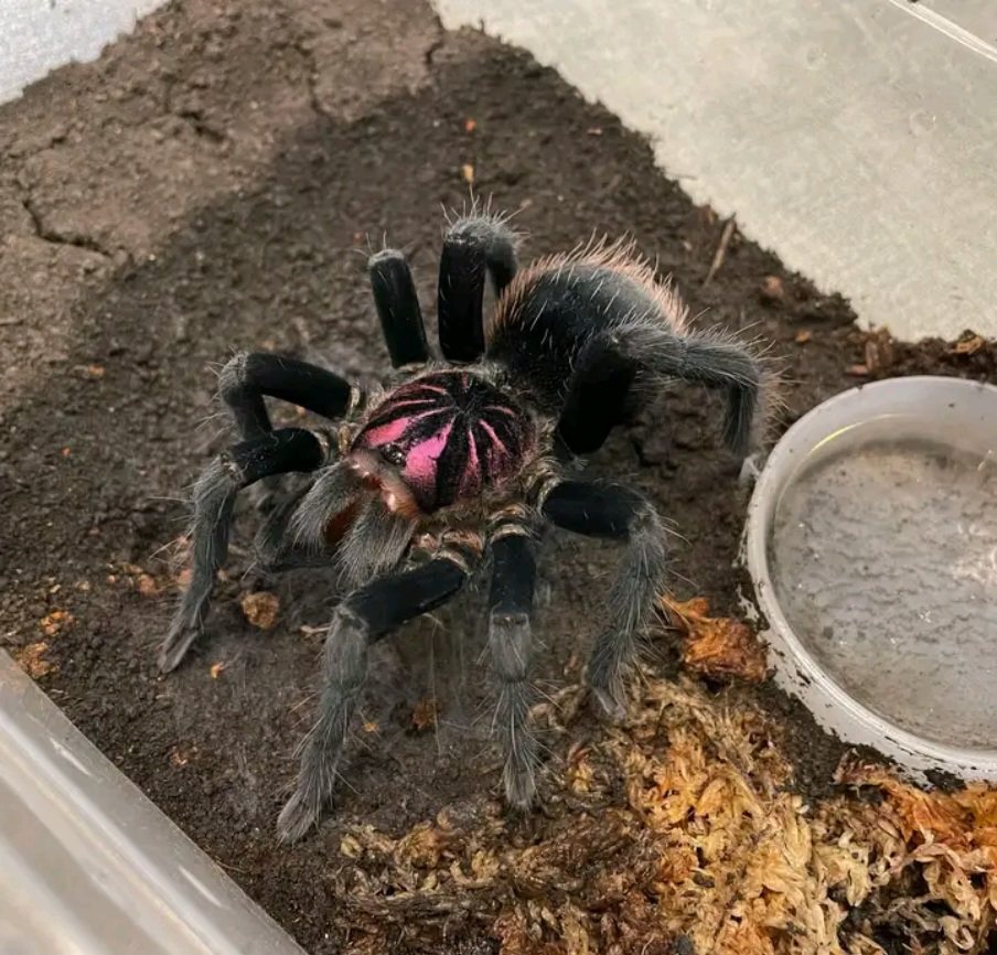 Xenesthis sp bright哥伦比亚梦幻明镭射活体宠物蜘蛛，高端玩家的终极