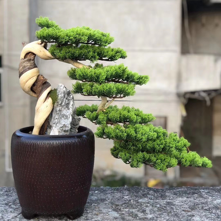 The Taihang Cliff Berbonsai Welcome Guest Pine Tree Rock Bernau Meditation Natural Living Room Root Carved and Old Pile Emulation Plant