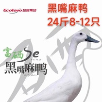 Black-billed Shelduck Yike Guiliu Shelduck 24 pounds 8-14 fresh frozen whole box rural free-range fully eviscerated