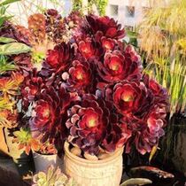 Black Master succulent plant oversized long long special clearance sale Mage multi-meat old pile combination green plant potted