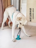 Kufei Kangfei Kumfi Comfy Dog Suction Cup Toy Dog снимает душные головоломки артефактов