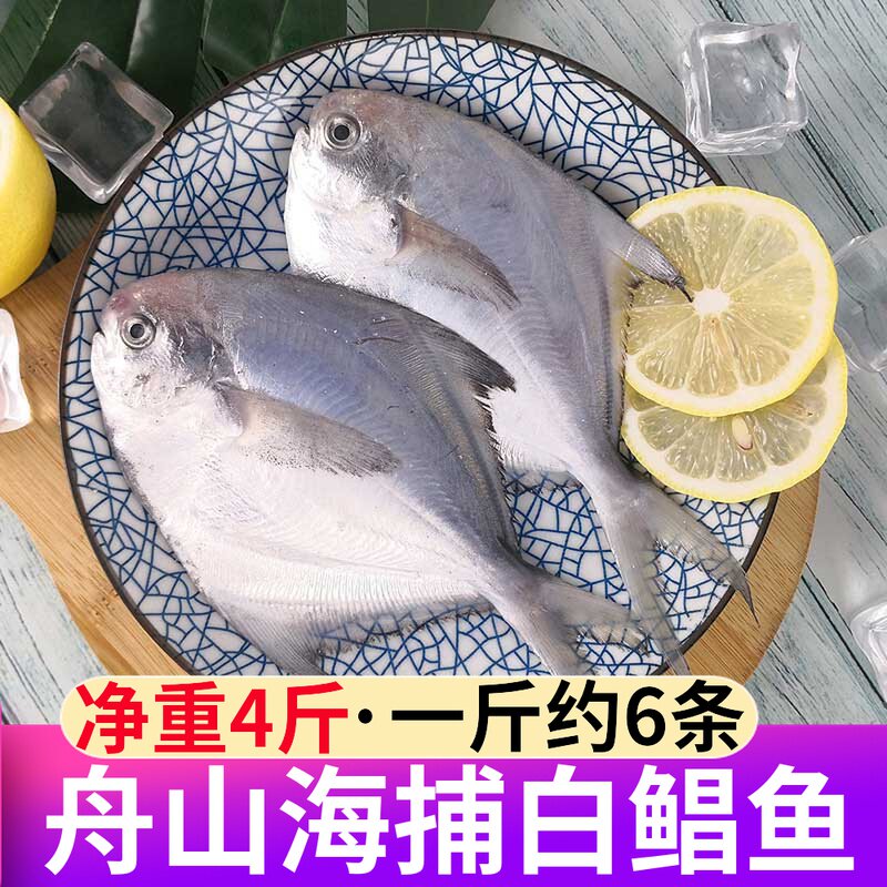 Whole box Zhoushan Little pomfret fresh and fresh live frozen white pomfret silver pomfret East China Sea seafood commercial wholesale